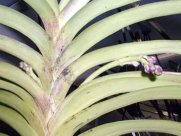 vanda_tricolor